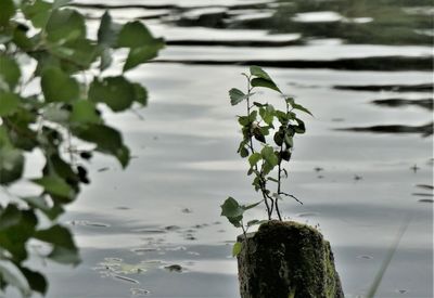 Close-up of water lily in lake