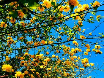 Low angle view of yellow flowers