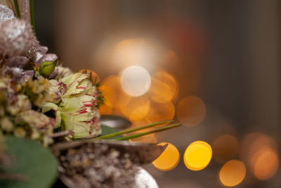 Close-up of flowering plant against blurred background