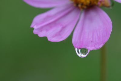Close-up of water drops on pink flower