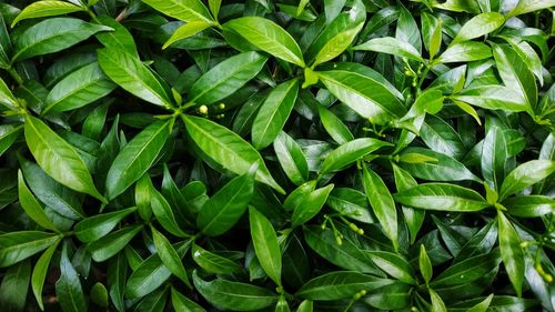 Full frame shot of green leaves