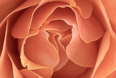 Macro shot of rose