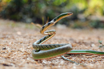 Close-up of snake on field