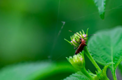 Close-up of insect on leaf