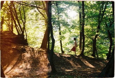 Trees in forest