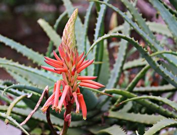 Close-up of red flowering plant