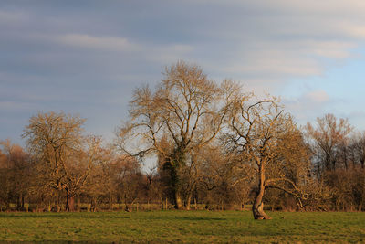 tree