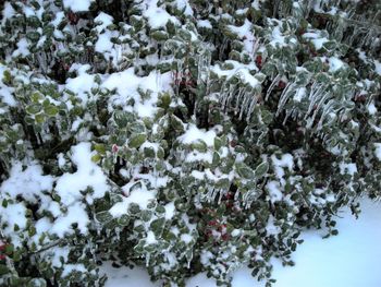 Close-up of snow covered plants