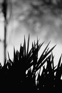 Close-up of silhouette plants against sky