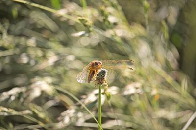 Close-up of butterfly pollinating on flower