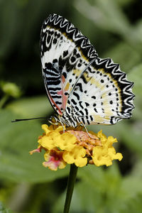 Close-up of butterfly pollinating on yellow flower