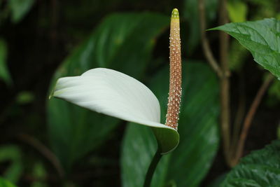 Close-up of flowering plant