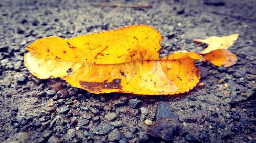 Close-up of insect on yellow leaf