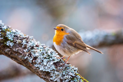 Close-up of bird perching on branch