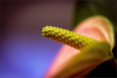 Close-up of green plant