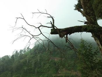 Bare tree on mountain against sky