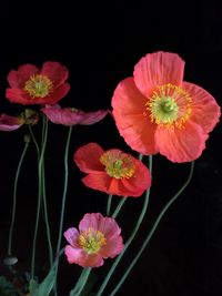 Close-up of pink flower