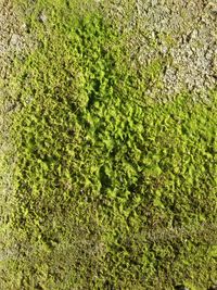 Full frame shot of green leaves