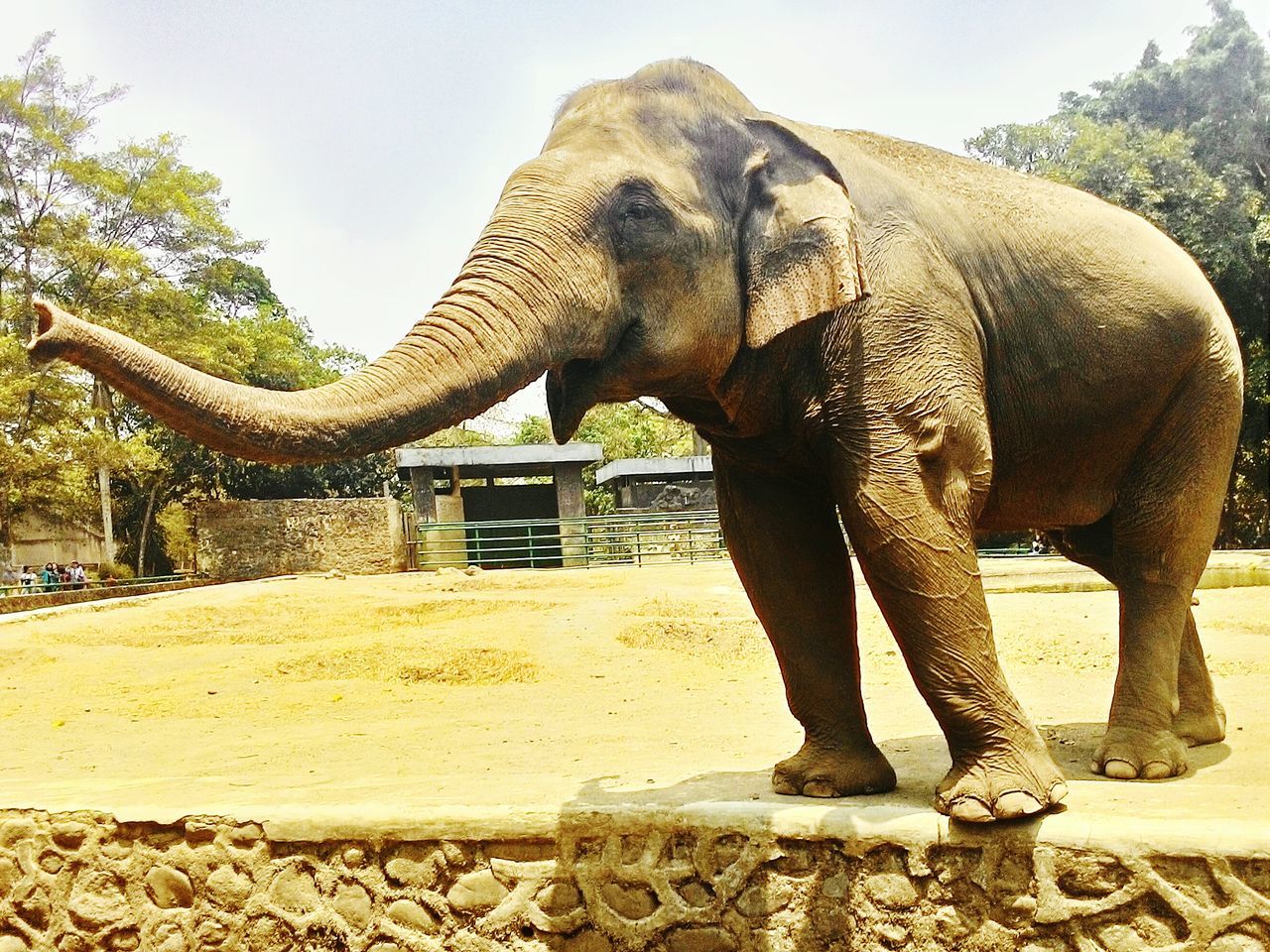 Asian elephant