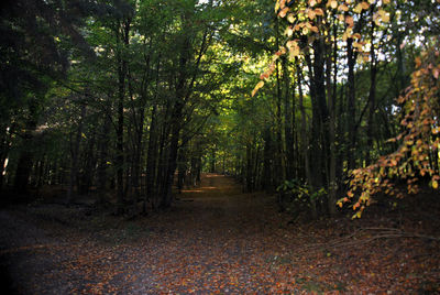 Footpath passing through forest