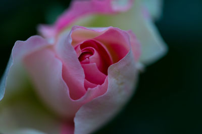 Close-up of pink rose