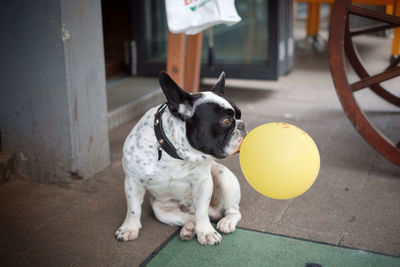 Dog playing with balloon looks like chewing it