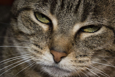 Close-up portrait of cat