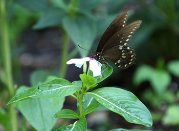 Close-up of butterfly pollinating flower
