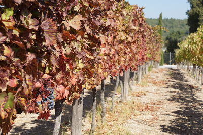 Footpath amidst flowering plants during autumn