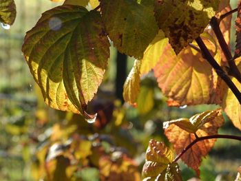 Close-up of maple leaves on tree