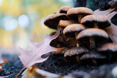 Close-up of mushroom by leaf