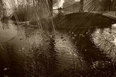 Close-up of wet tree during rainy season