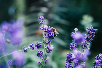 Close-up of purple lavender flowers
