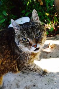 Close-up portrait of cat