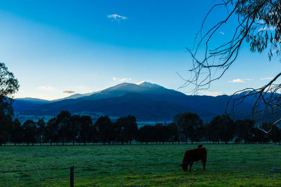 Cow in a field with mount bogong in the background. mt beauty, victoria, australia.