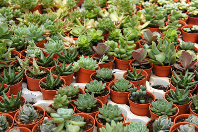 High angle view of potted plants for sale at market