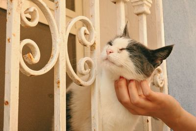 Close-up of hand holding cat