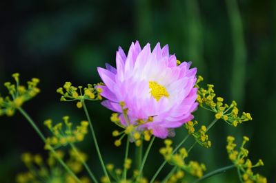 Close-up of pink flower blooming outdoors