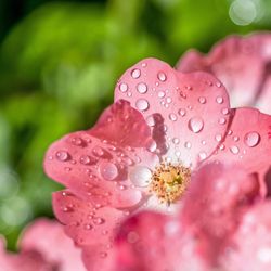 Close-up of wet pink flower