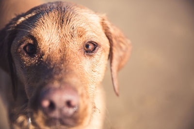 A close up of a pet labrador retriever dog focusing on its brown eyes with copy space