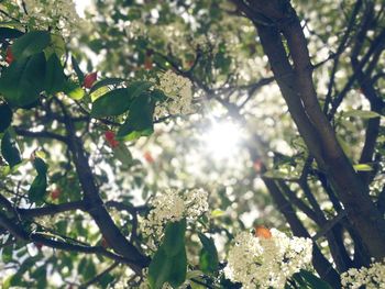 Low angle view of sunlight streaming through tree