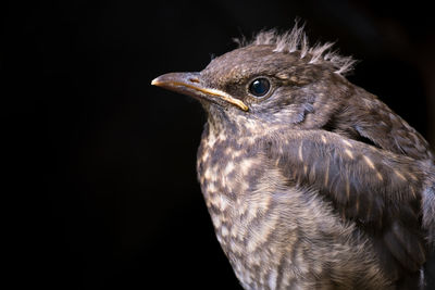 Close-up of bird against black background