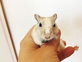 Close-up of hand holding hands