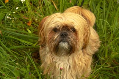 High angle view of dog on grass
