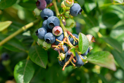 Close-up of berries growing on tree