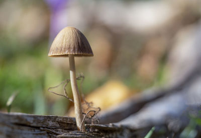 Close-up of mushroom growing in forest