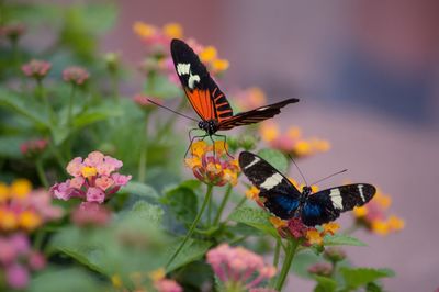 Close-up of butterfly pollinating on flower
