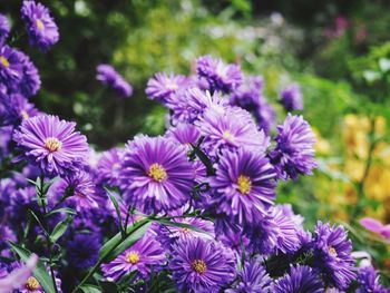 Close-up of purple flowers blooming outdoors