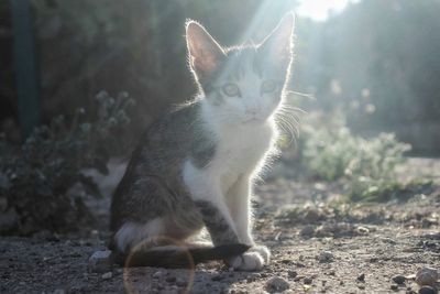 Close-up portrait of cat sitting outdoors