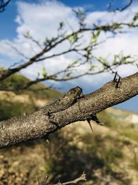 Close-up of lizard on branch